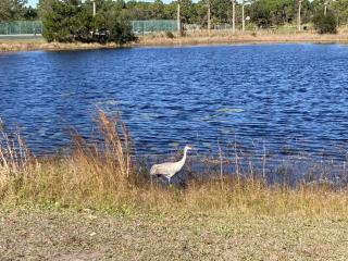 Town Bird at Town Lake